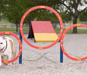 Husky Triple Hoop