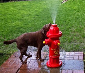 Top Spray Hydrant